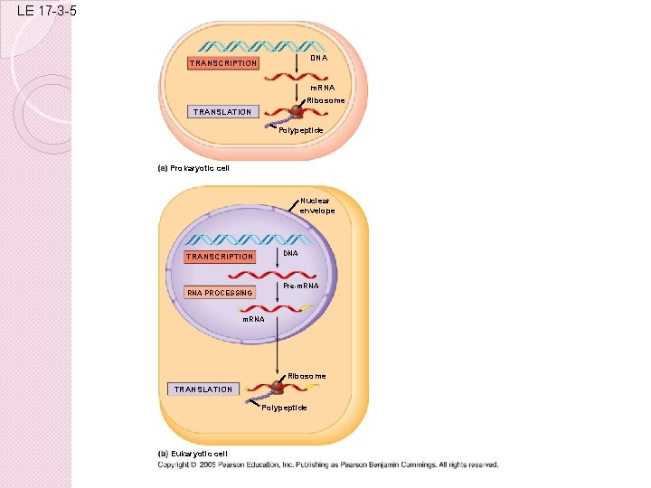 LE 17 -3 -5 DNA TRANSCRIPTION m. RNA Ribosome TRANSLATION Polypeptide Prokaryotic cell Nuclear