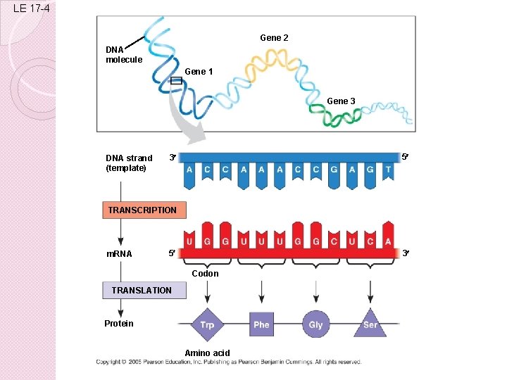 LE 17 -4 Gene 2 DNA molecule Gene 1 Gene 3 DNA strand (template)