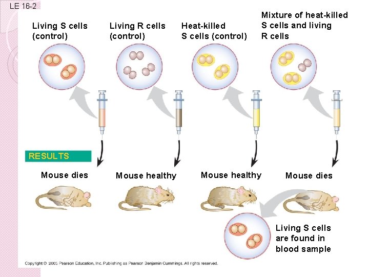 LE 16 -2 Living S cells (control) Living R cells (control) Heat-killed S cells