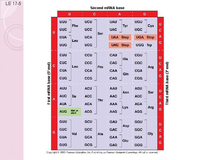 Third m. RNA base (3 end) First m. RNA base (5 end) LE 17