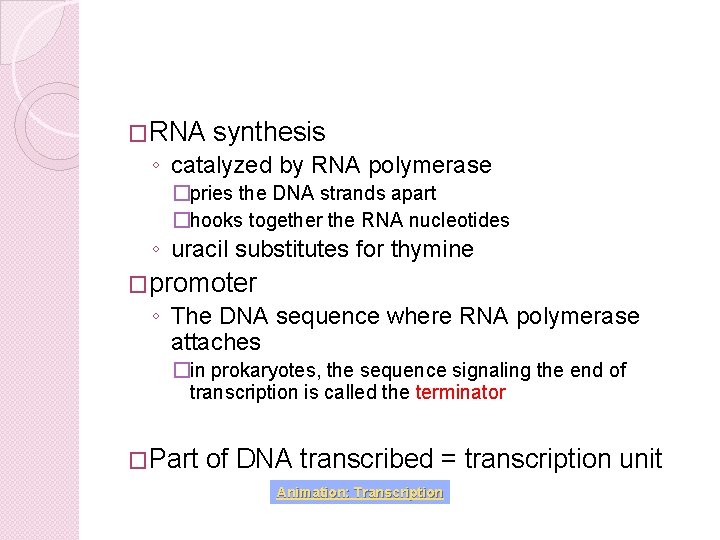 �RNA synthesis ◦ catalyzed by RNA polymerase �pries the DNA strands apart �hooks together