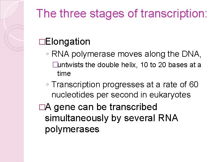 The three stages of transcription: �Elongation ◦ RNA polymerase moves along the DNA, �untwists