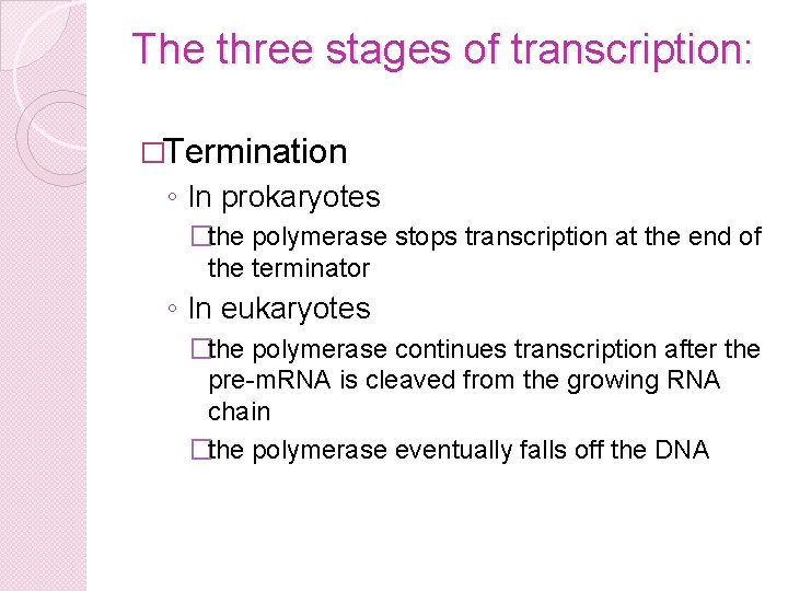 The three stages of transcription: �Termination ◦ In prokaryotes �the polymerase stops transcription at