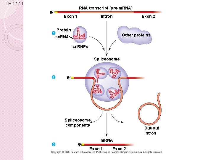 LE 17 -11 RNA transcript (pre-m. RNA) 5 Exon 1 Intron Exon 2 Protein