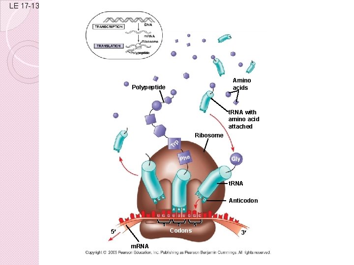 LE 17 -13 Amino acids Polypeptide t. RNA with amino acid attached Ribosome t.