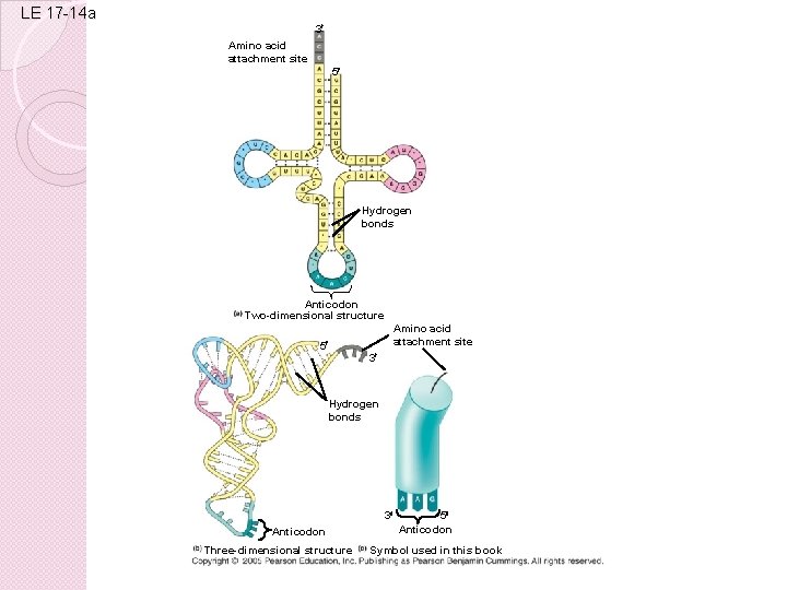 LE 17 -14 a 3 Amino acid attachment site 5 Hydrogen bonds Anticodon Two-dimensional