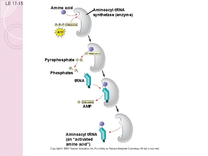 LE 17 -15 Amino acid Aminoacyl-t. RNA synthetase (enzyme) Pyrophosphate Phosphates t. RNA AMP