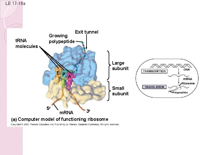 LE 17 -16 a t. RNA molecules Growing polypeptide Exit tunnel E P A