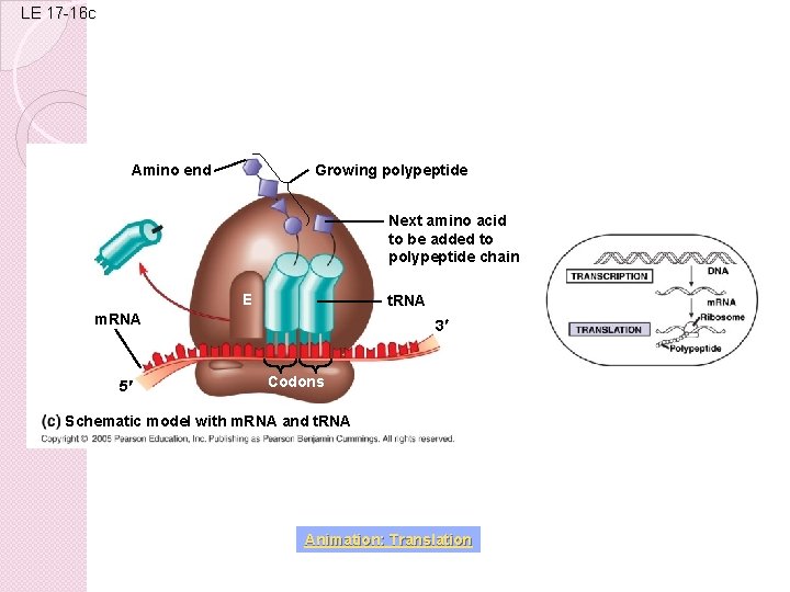 LE 17 -16 c Amino end Growing polypeptide Next amino acid to be added