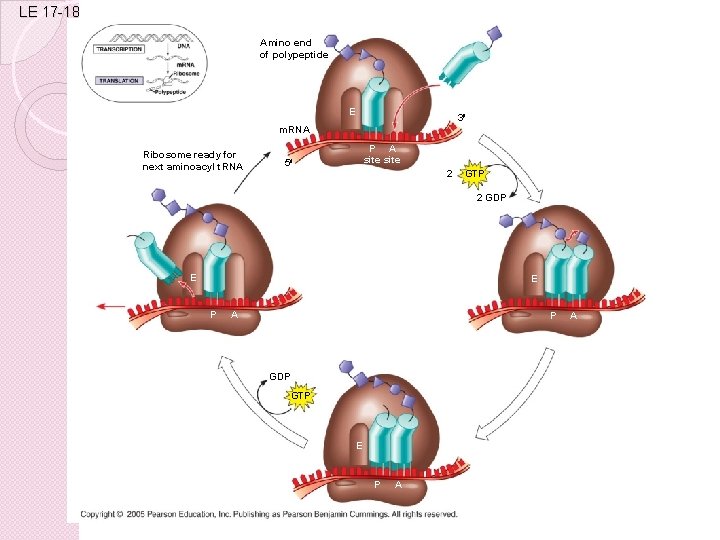 LE 17 -18 Amino end of polypeptide E 3 m. RNA Ribosome ready for