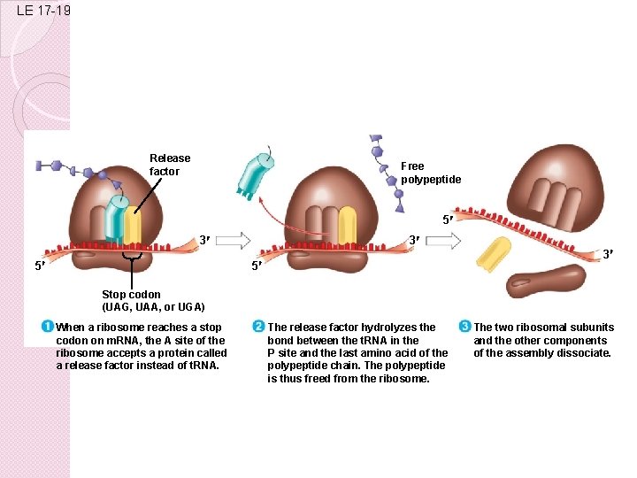 LE 17 -19 Release factor Free polypeptide 5 3 5 3 3 5 Stop