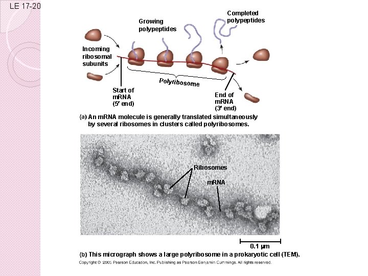 LE 17 -20 Completed polypeptides Growing polypeptides Incoming ribosomal subunits Polyriboso Start of m.