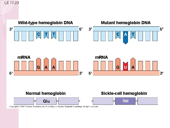 LE 17 -23 Wild-type hemoglobin DNA 3 Mutant hemoglobin DNA 5 3 m. RNA