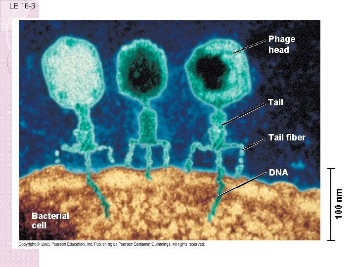 LE 16 -3 Phage head Tail fiber Bacterial cell 100 nm DNA 