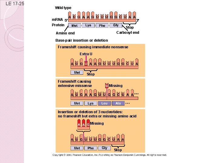 LE 17 -25 Wild type m. RNA 5 Protein 3 Stop Carboxyl end Amino