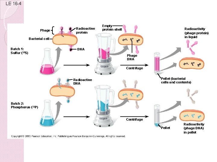 LE 16 -4 Phage Radioactive protein Empty protein shell Radioactivity (phage protein) in liquid