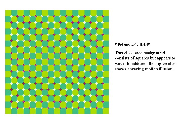 "Primrose's field" This checkered background consists of squares but appears to wave. In addition,
