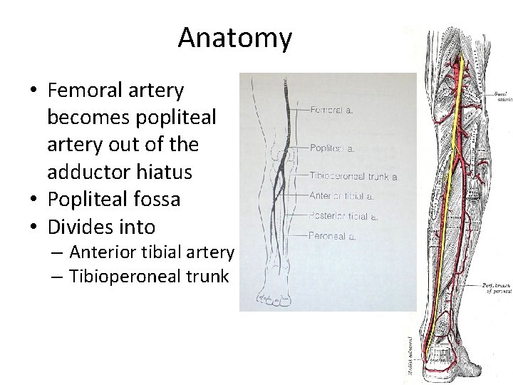 Anatomy • Femoral artery becomes popliteal artery out of the adductor hiatus • Popliteal