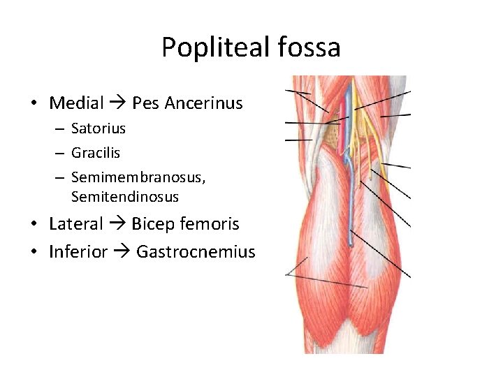 Popliteal fossa • Medial Pes Ancerinus – Satorius – Gracilis – Semimembranosus, Semitendinosus •