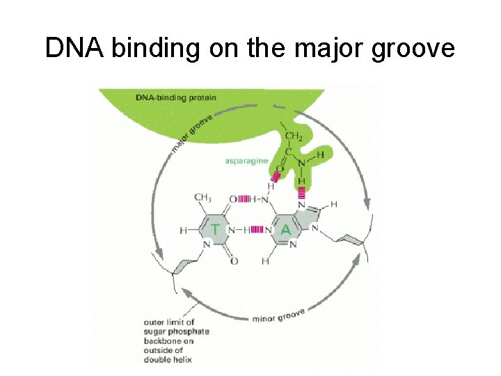 DNA binding on the major groove 