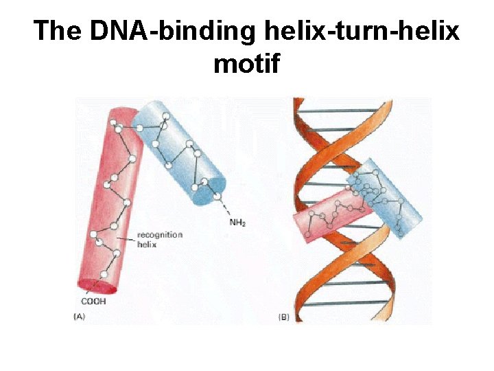 The DNA-binding helix-turn-helix motif 