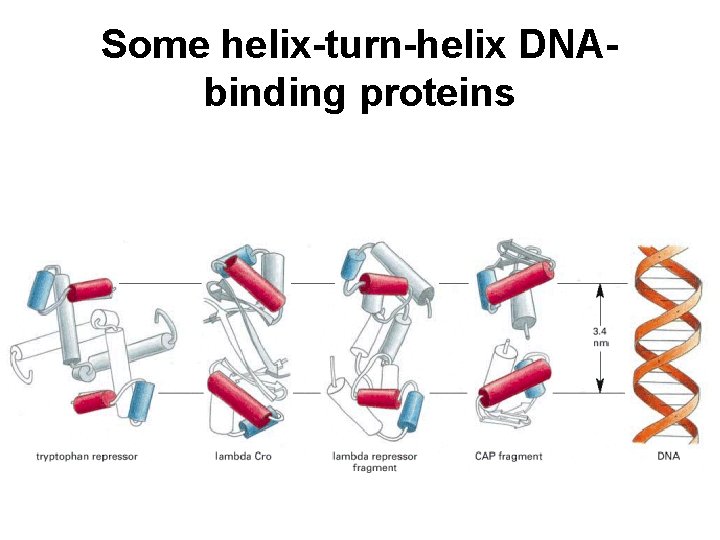 Some helix-turn-helix DNAbinding proteins 