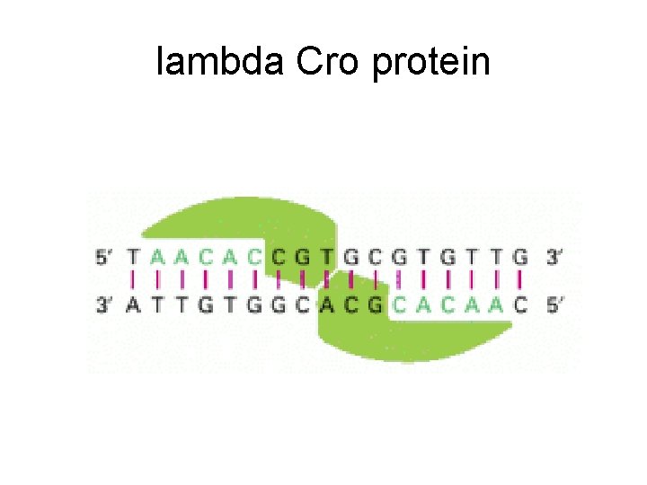 lambda Cro protein 