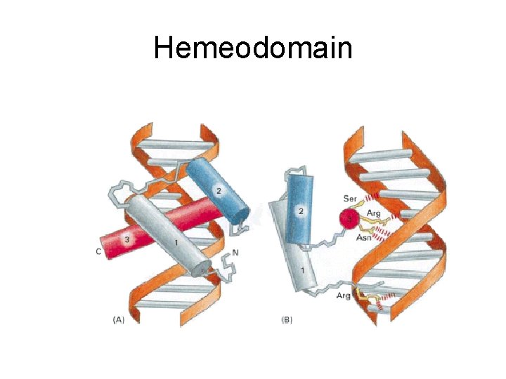 Hemeodomain 