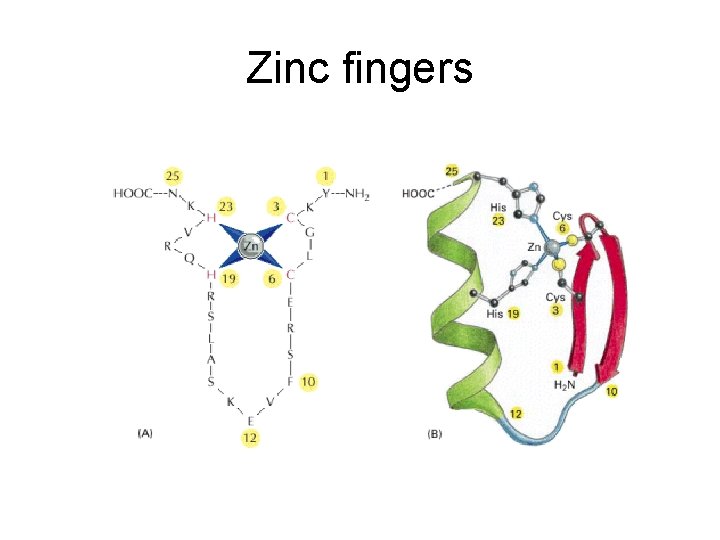 Zinc fingers 