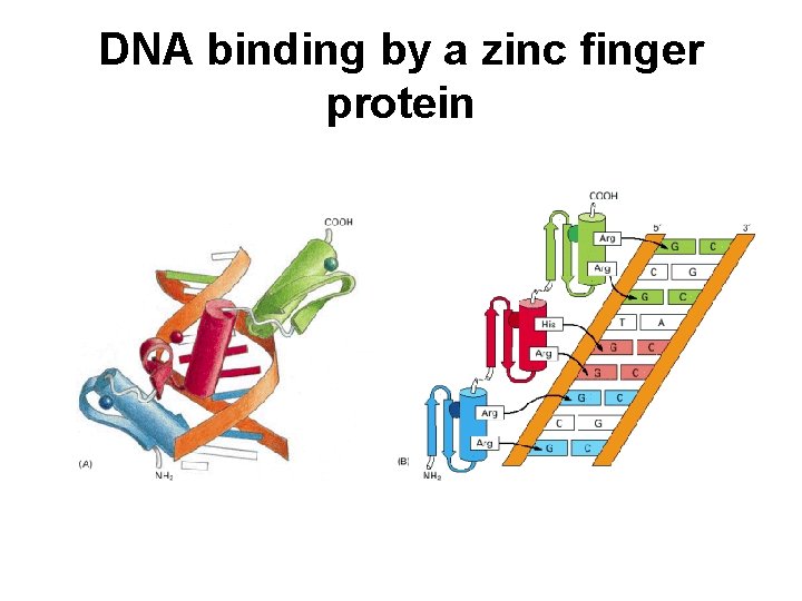 DNA binding by a zinc finger protein 