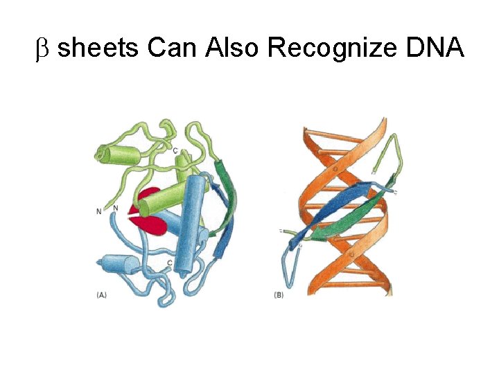 b sheets Can Also Recognize DNA 