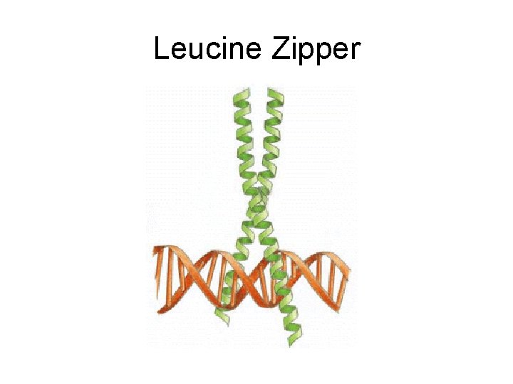 Leucine Zipper 