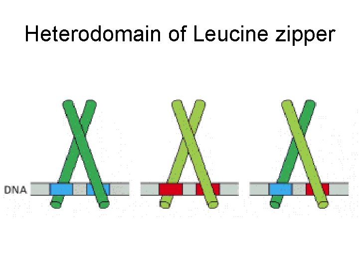 Heterodomain of Leucine zipper 