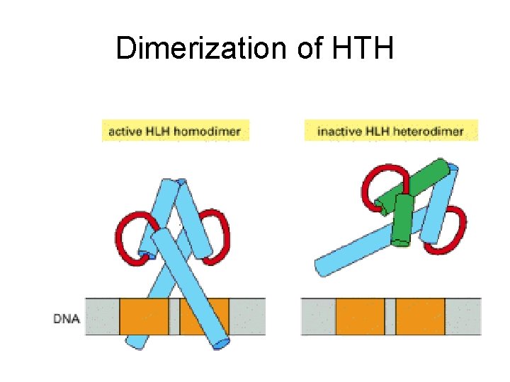 Dimerization of HTH 