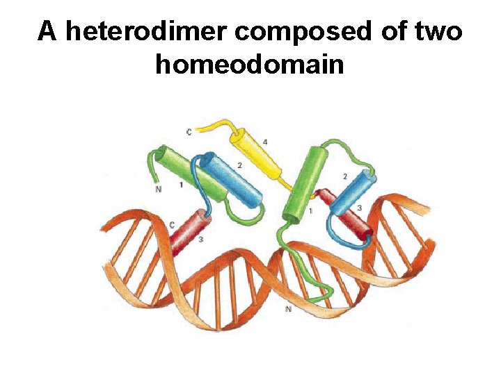 A heterodimer composed of two homeodomain 