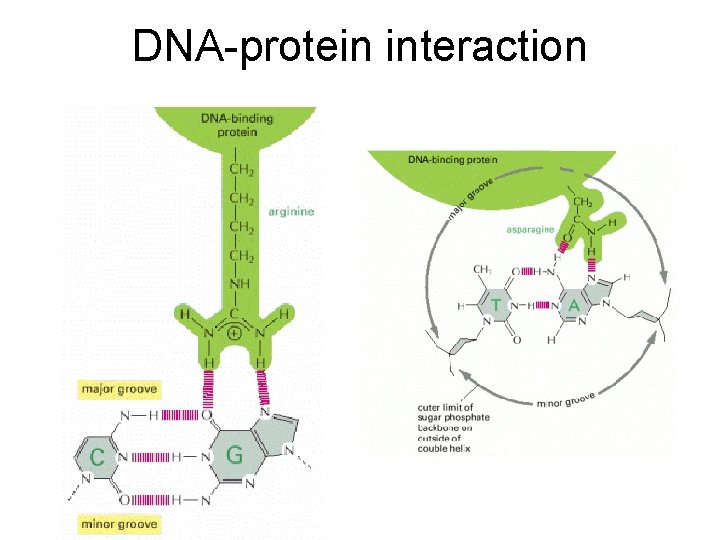 DNA-protein interaction 