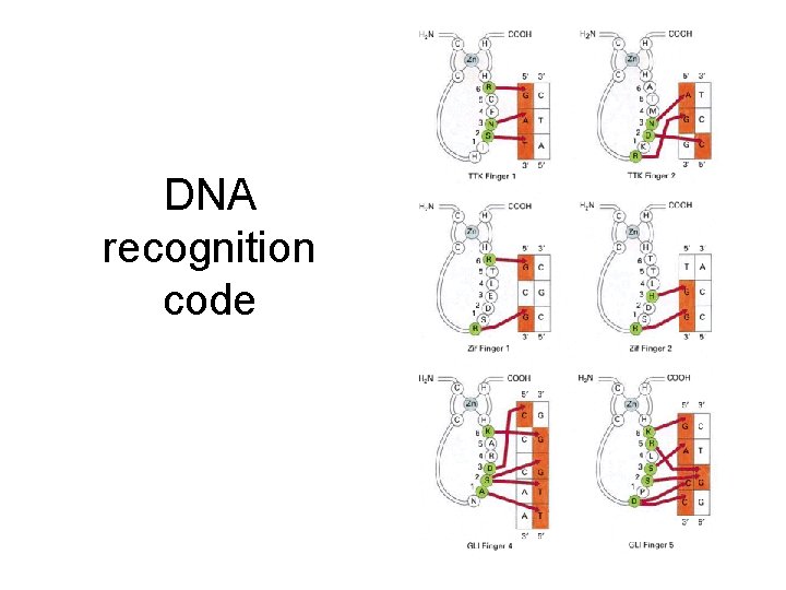 DNA recognition code 