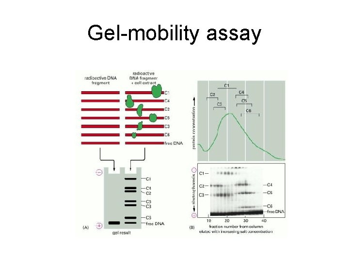 Gel-mobility assay 