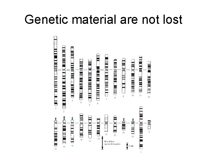 Genetic material are not lost 