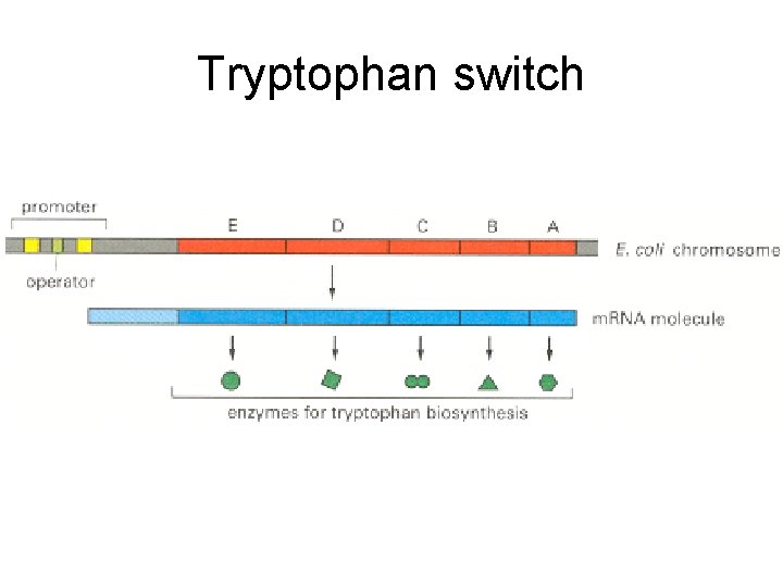 Tryptophan switch 