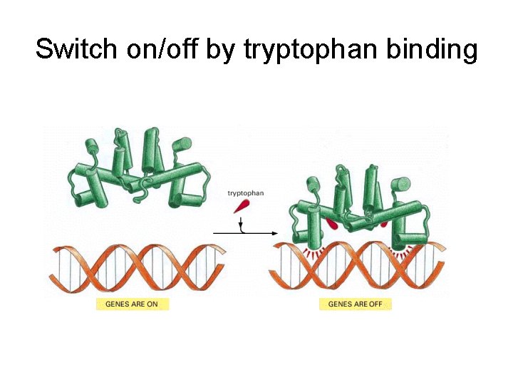 Switch on/off by tryptophan binding 