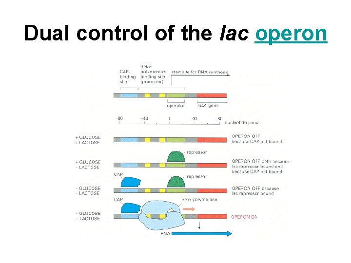 Dual control of the lac operon 