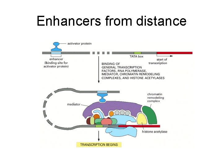 Enhancers from distance 