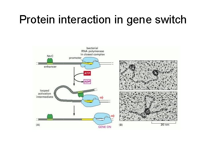 Protein interaction in gene switch 