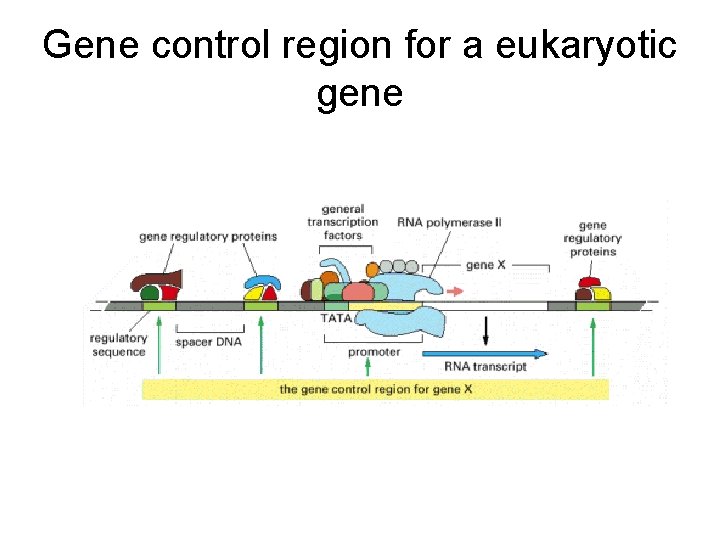 Gene control region for a eukaryotic gene 