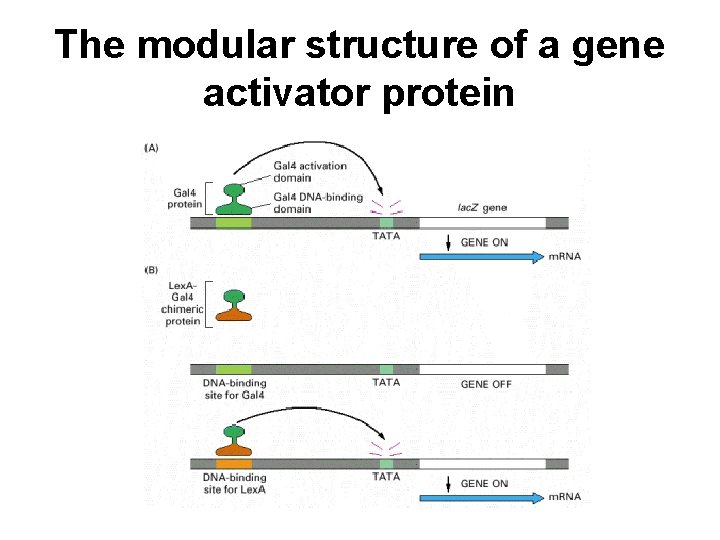 The modular structure of a gene activator protein 