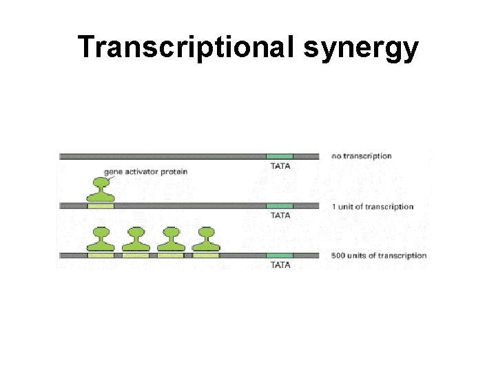 Transcriptional synergy 