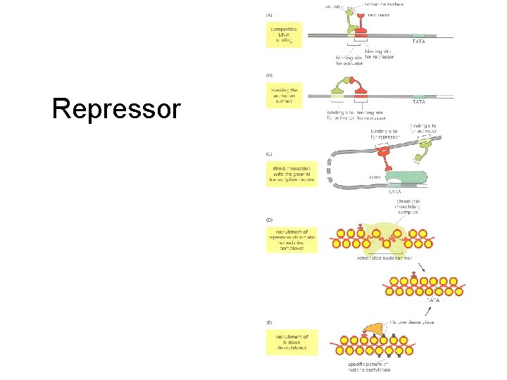 Repressor 