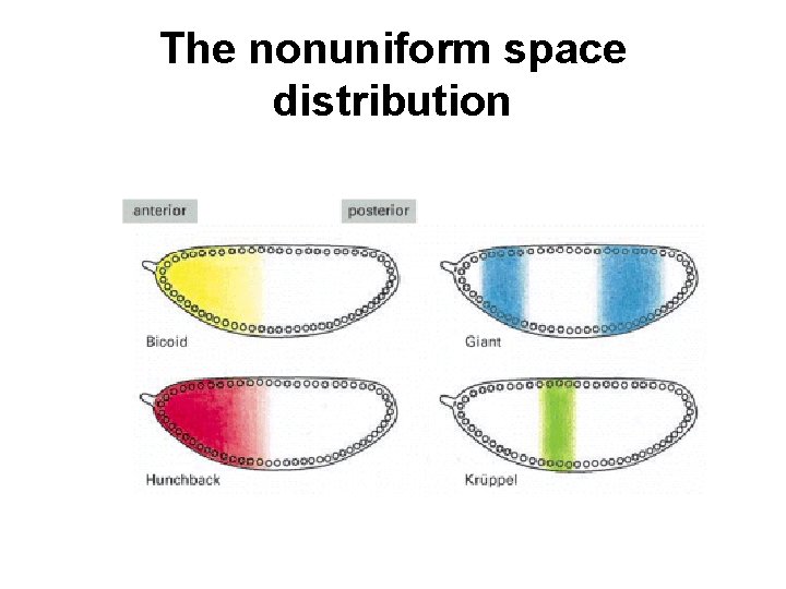 The nonuniform space distribution 