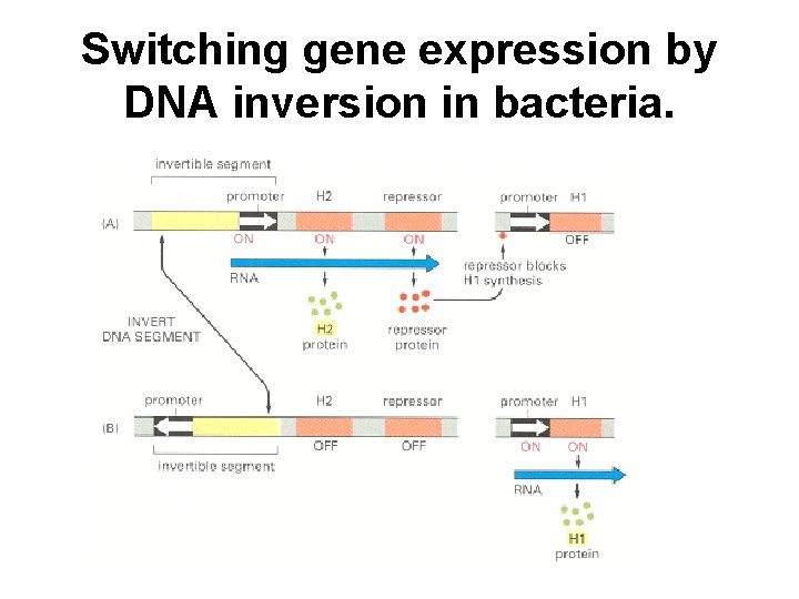 Switching gene expression by DNA inversion in bacteria. 